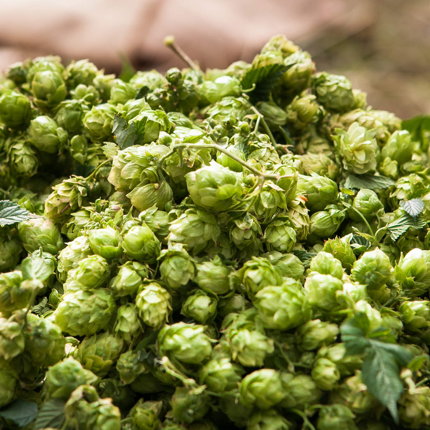 These Are the Chemical Compounds That Make Beer Taste So Good