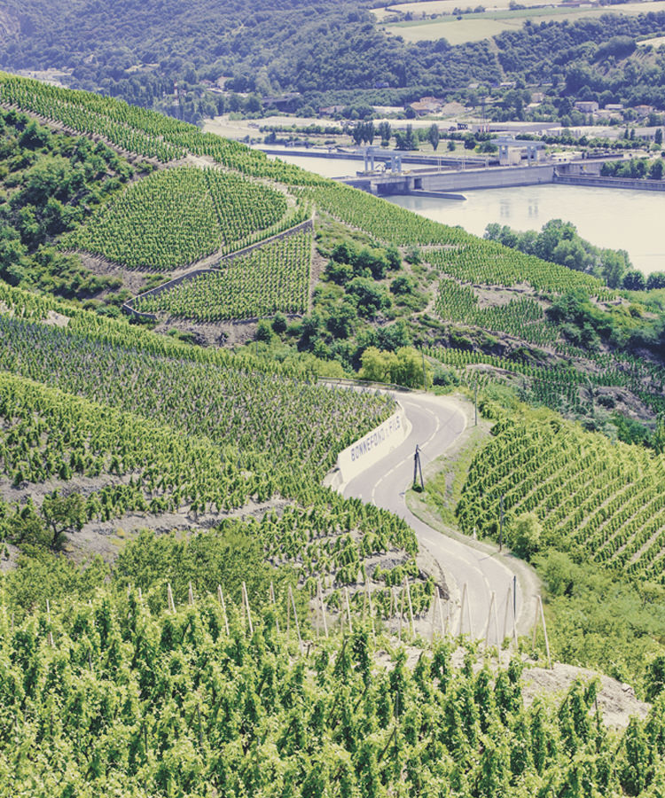 A New Festival Celebrates Northern Rhone Wines — And It’s About Time