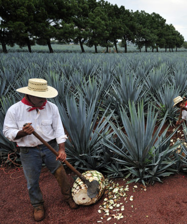 Agave Price Hike Will Inevitably Lead to Tequila Shortage