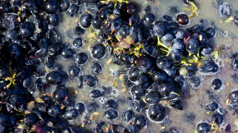 Our understanding of the microbial science of wine is still evolving.