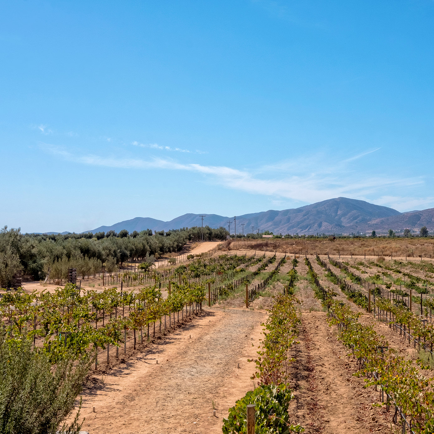 Where to Drink, Eat, and Sleep in Valle de Guadalupe, Mexico’s Indie-Cool Wine Country