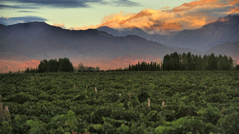 Argentin is one of The World's Best Places for Growing Chardonnay
