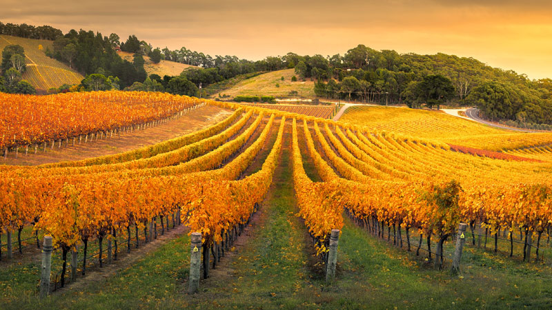 The World's Best Places for Growing Chardonnay