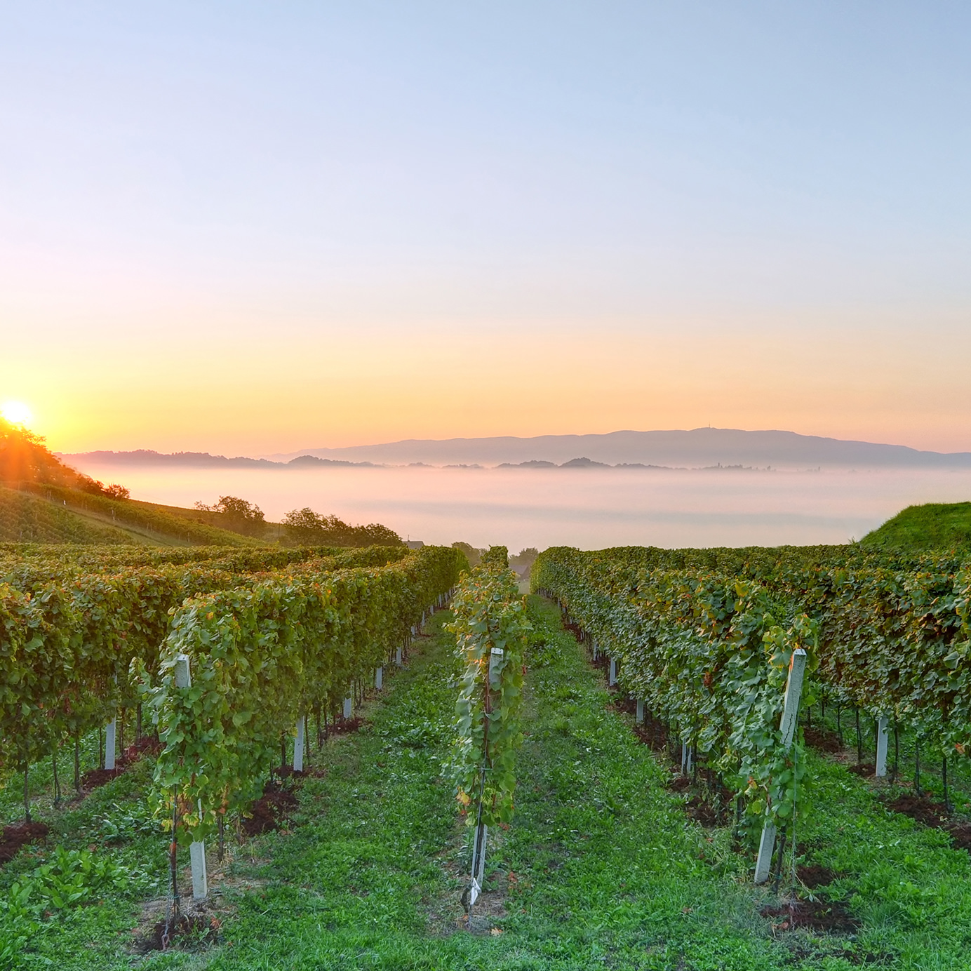 You Can Find Some of the Best Sparkling Wines You’ve Never Tasted in Slovenia