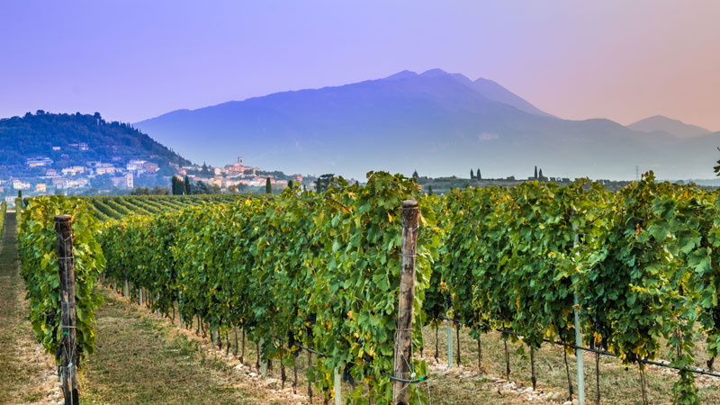 Italian winemakers are producing Chiaretto.