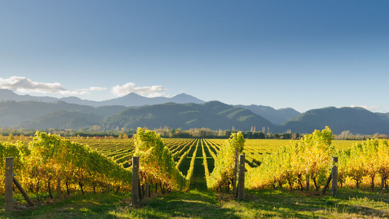 New Zealand is a Riesling growing region.