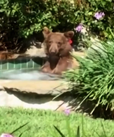 This Margarita Sipping Bear Loves Jacuzzis & Naps