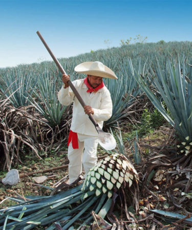 Mexican Tequila Regulators Not A Fan Of Elon Musk’s ‘Teslaquila’