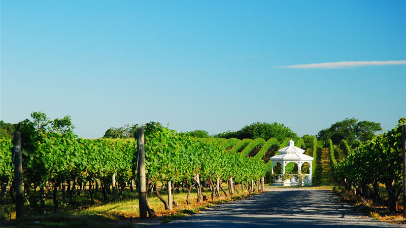 Provence is one of the best wine vacation destinations!