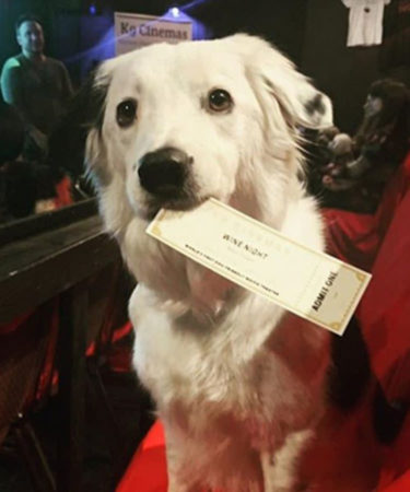 World’s Best Movie Theater Lets You Bring Your Dog and Has Bottomless Wine