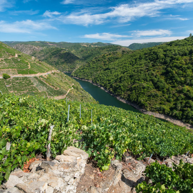 Old Vines and New Ideology: Spain’s Wine Industry Has Never Been More Exciting