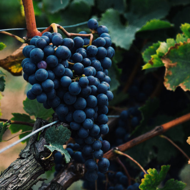 Low-Intervention Winemaking Is Giving this Ancient Grape a Modern Boost