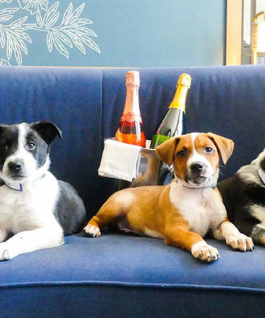 This Hotel Will Deliver Puppies And Prosecco To Your Room