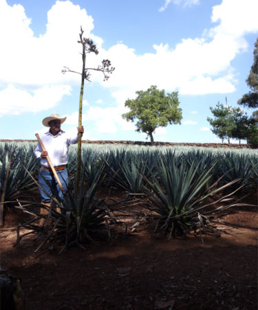 Tequila Can Be Made Sustainably, but That Doesn’t Mean It Necessarily Is