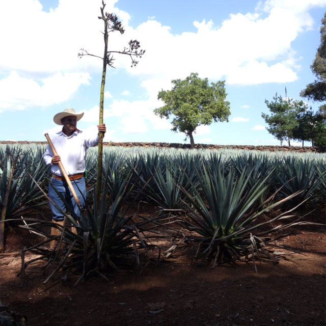 Tequila Can Be Made Sustainably, but That Doesn’t Mean It Necessarily Is