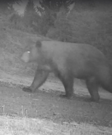 Caught on Camera: Bear Steals Pinot Noir Grapes from California Winery