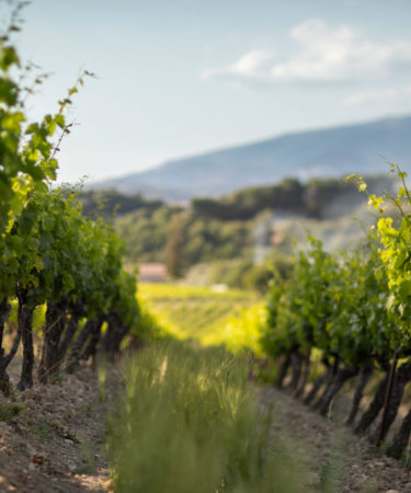 The Insider’s Guide to Southern Rhône Valley Wines