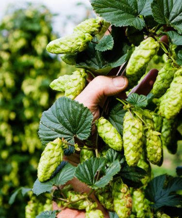 This Year’s U.S. Hop Harvest Is The Biggest Ever