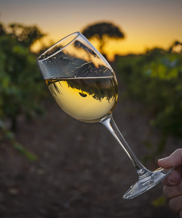 Everything You Need to Know About Pecorino Wine