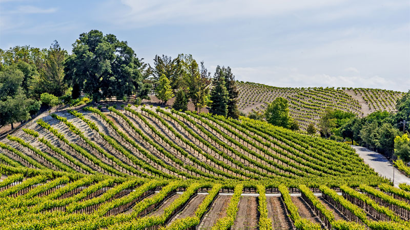 Paso Robles is one of the top 10 wine travel destinations for 2020.