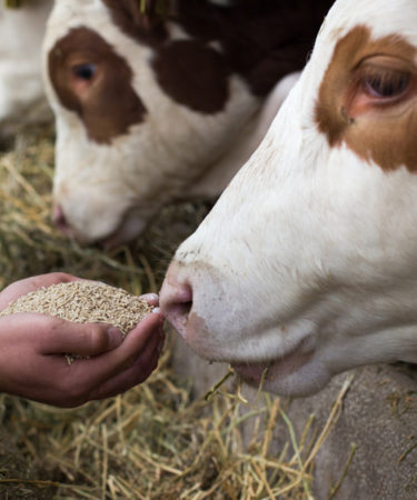 New Study: Feeding Cows Beer Leftovers Helps Fight Climate Change