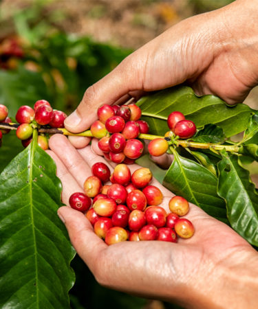 A Beginner’s Guide to Central America’s Acclaimed Coffee Varieties