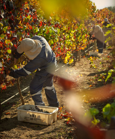 Wine Harvest Is Happening in the Southern Hemisphere — Producers From 5 Countries Weigh In