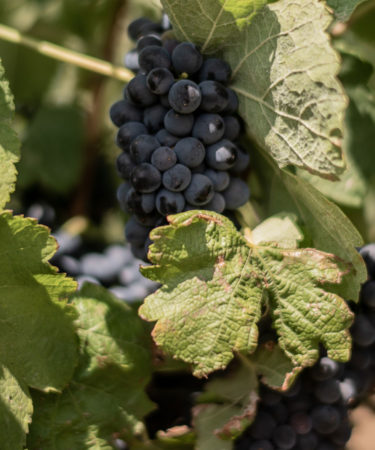 The World’s Most Popular Grapes and the Regions That Made Them Famous [Map]
