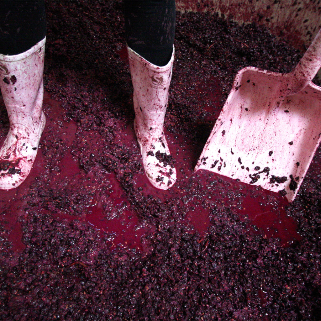 Why Some of the World’s Most Exciting Pinot Noirs Are Coming From New Zealand