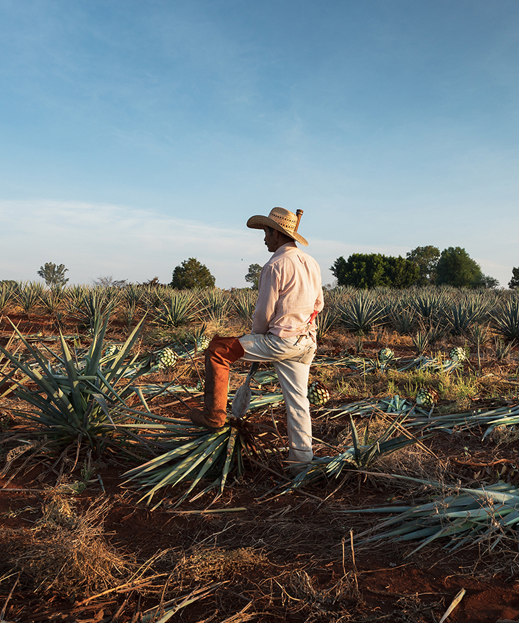 The Single Estate Difference: How Tequila Ocho Has Perfected Terroir in Tequila