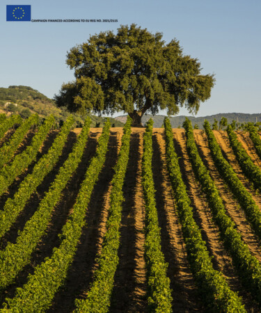 Baglio di Pianetto is Leading Sustainable Winemaking in Sicily