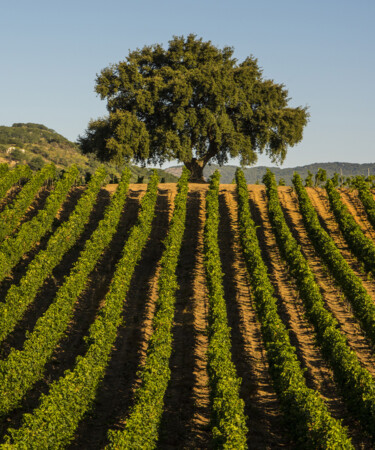 Baglio di Pianetto is Leading Sustainable Winemaking in Sicily