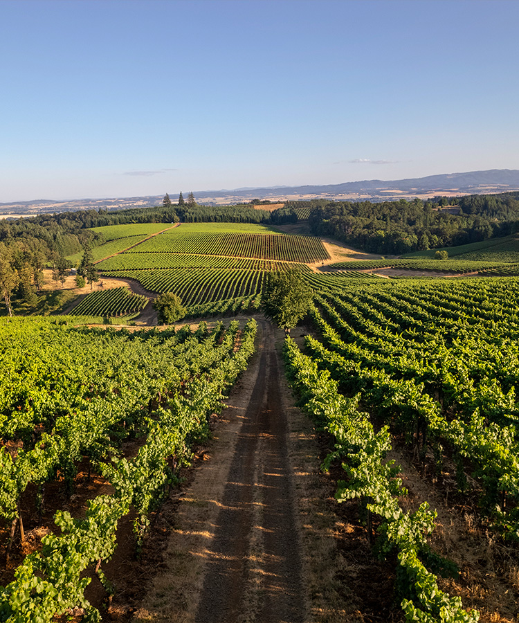 Oregon Wine Country: A Haven for Intrepid Palates and Adventurous Souls
