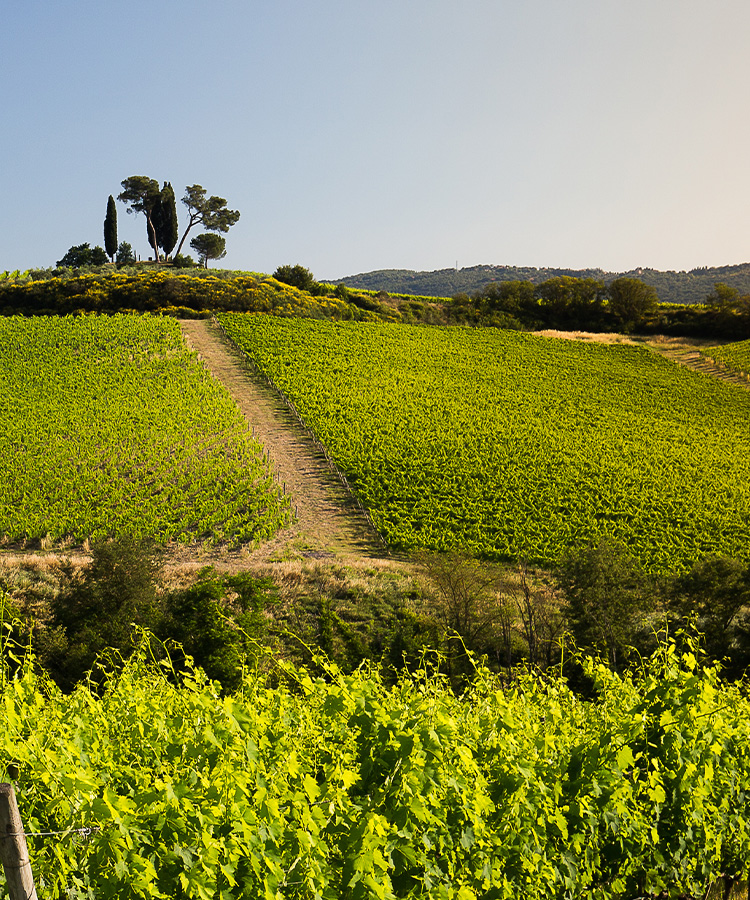 Heritage in a Bottle From One of Italy’s “Most Distinctive, Dynamic” Wineries