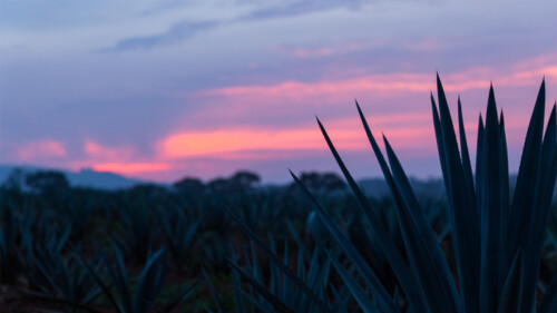Flavor of the Land with Tequila Ocho [Infographic]