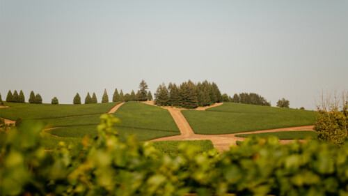 A Wine Lover’s Guide to Oregon