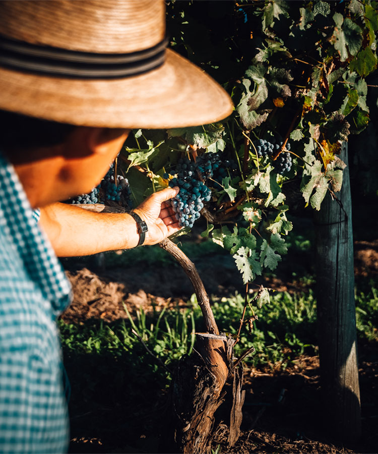 Get to Know Uruguay Wine, South America’s Best-Kept Secret